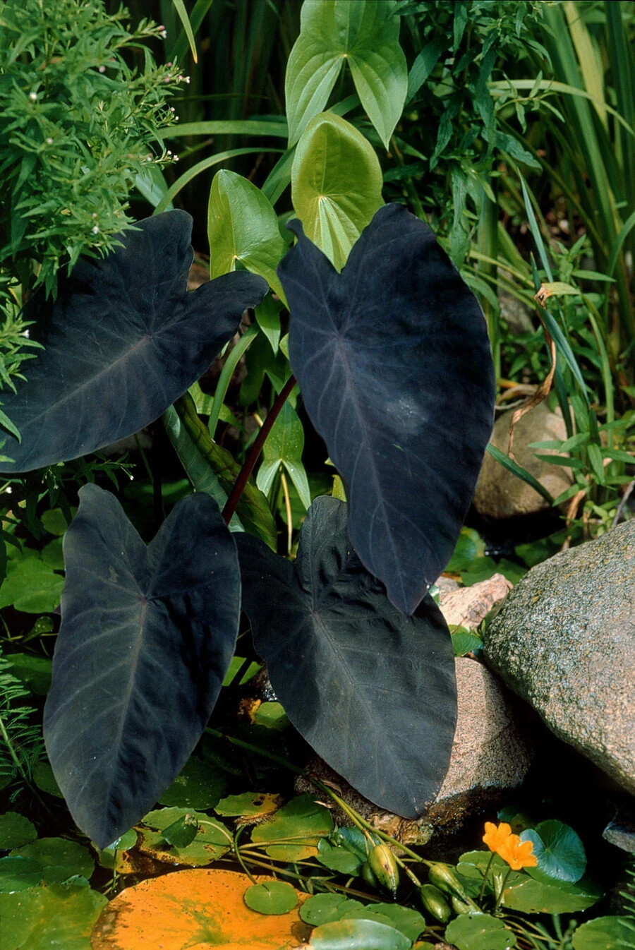 Black Magic – Colocasia esculenta- Elephant Ear – SMALL ROOTED STARTER Plant