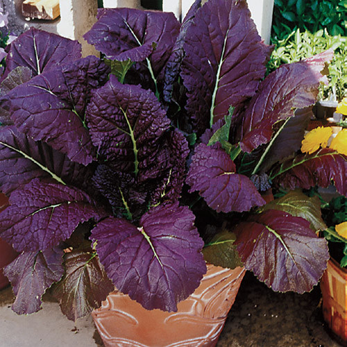 Wholesale Vegetable Seed Cache 190 Heirloom Varieties GARDEN/STORAGE non gmo