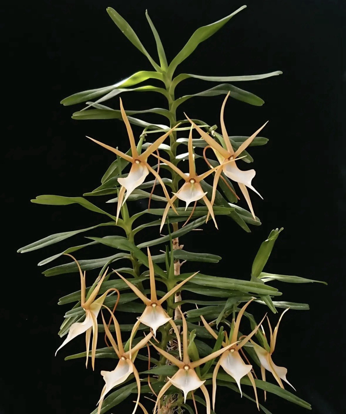 Angraecum viguieri Rare LARGE-Flowering FRAGRANT orchid Species Madagascar