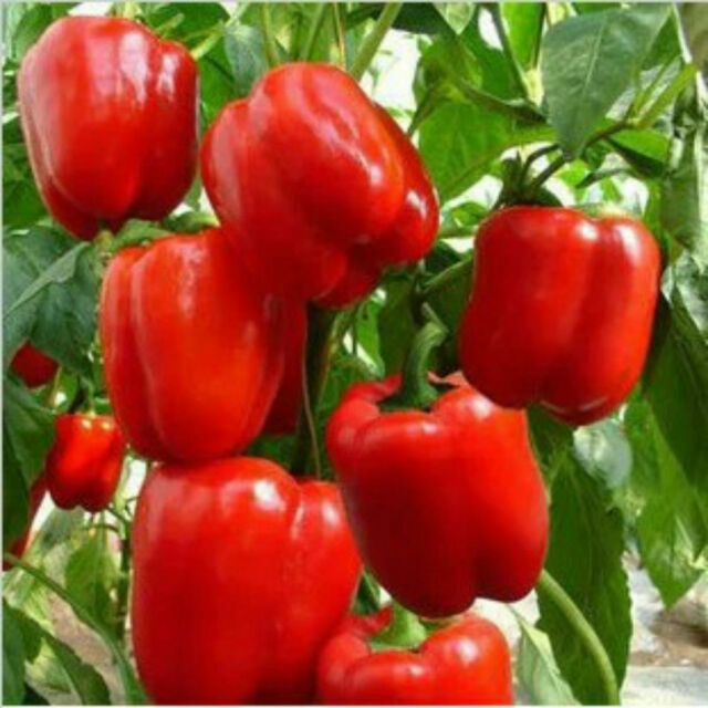 SWEET Heirloom Big Red Bell Pepper Seeds | NON-GMO | 2024 Season | Free Shipping