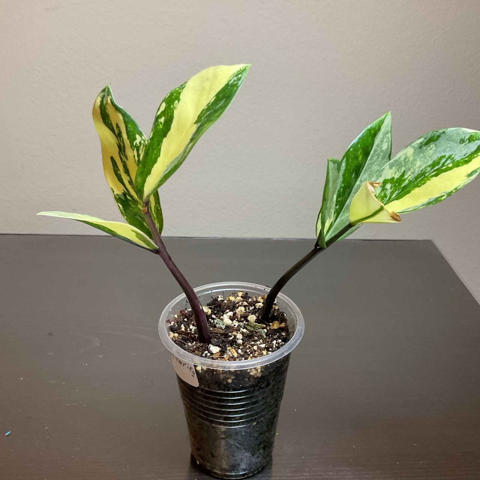 Variegated Hoya Live Plant Plug Potted, Vegetative Indoor Green/Yellow