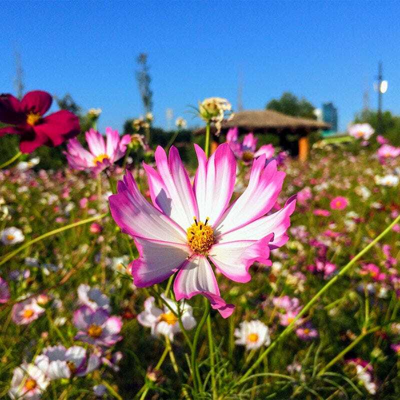 Cosmos PICOTEE Sensation Striped Edges Red & White Flowers Non-GMO 200 Seeds!