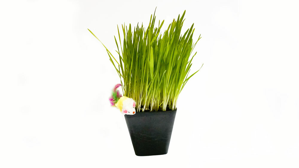 Thunder Acres Cat Grass Blend – Wheat, Barley, Oats, and Rye Seed Mix – Non-GMO