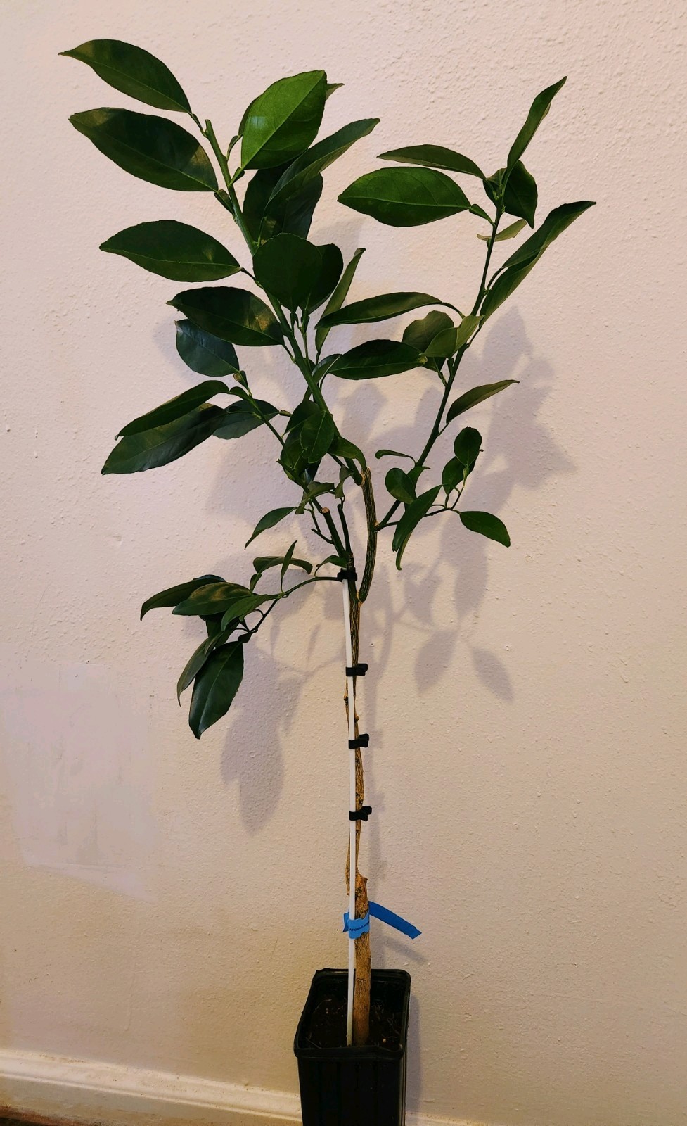 Navel Orange Tree – 32″-42″ Tall – Mature Fruiting Plant In 12″ Tall Citrus Pot