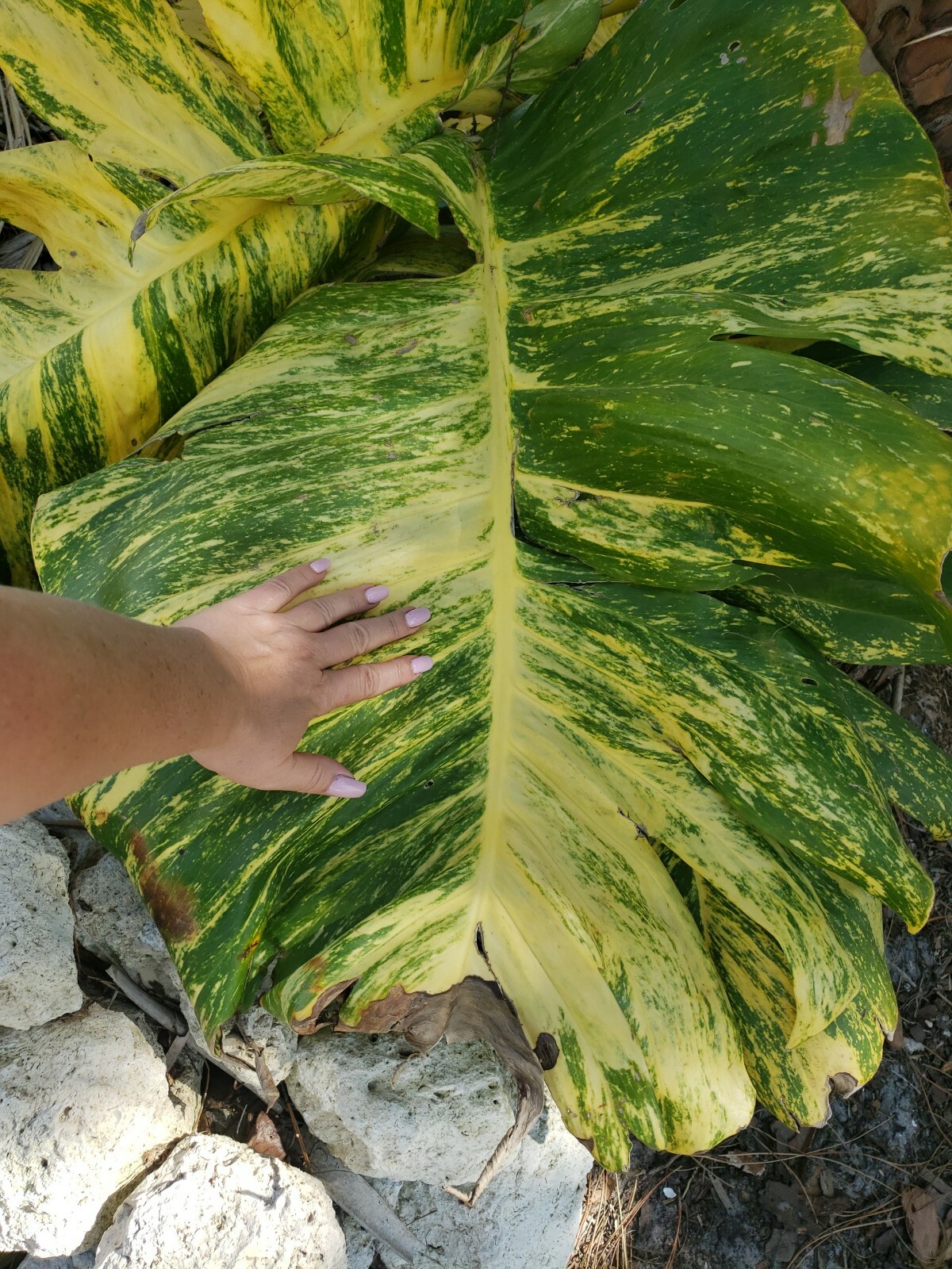 GIANT Variegated Golden Pothos Climbing hawaiian Live Plant Rooted 2,5″ Pot