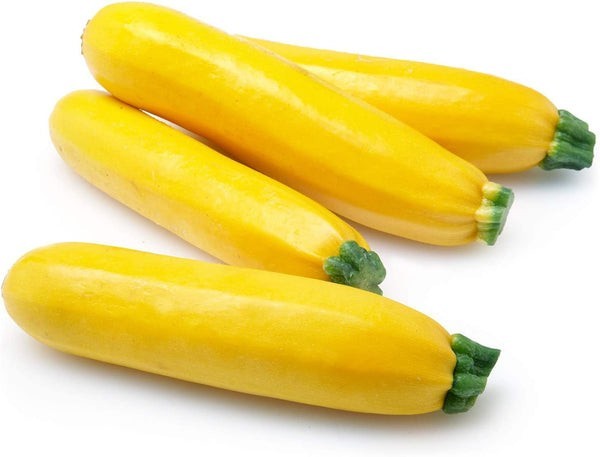 15 ~ Golden Zucchini Summer Squash Heirloom Seed (Cucurbita spp.)