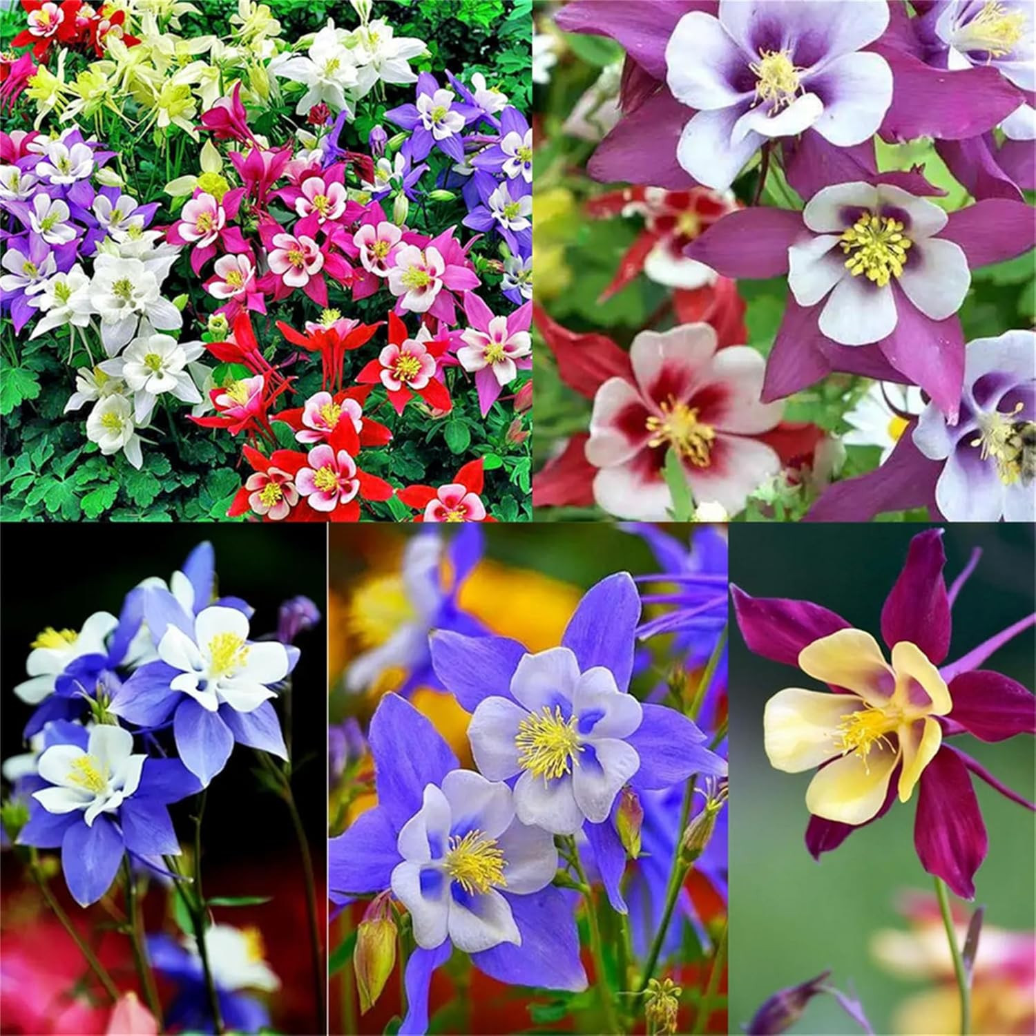 400+ Columbine Seeds – Double Mixed — Granny’s Bonnet / Granny’s Nightcap