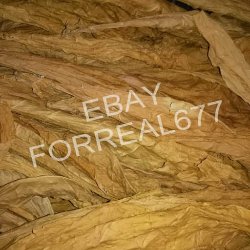 African Red Tobacco HIGH NICOTINE 500+ seeds 0.05 gram Heavy Producer 2023 CROP