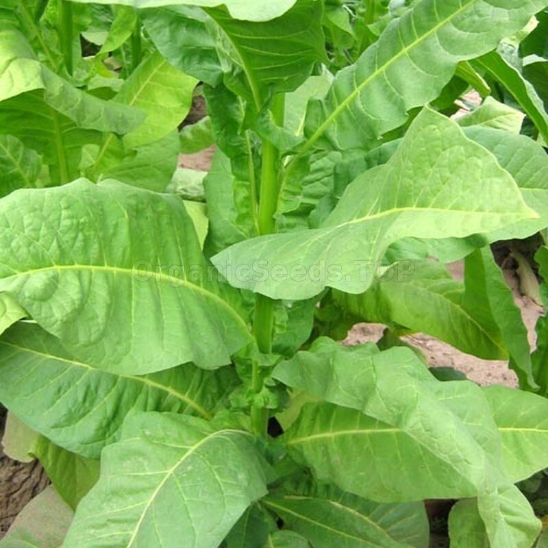 Havaña Z299 Tobacco, 1000 Seeds ~ Heirloom~Non-GMO. Free Shipping.