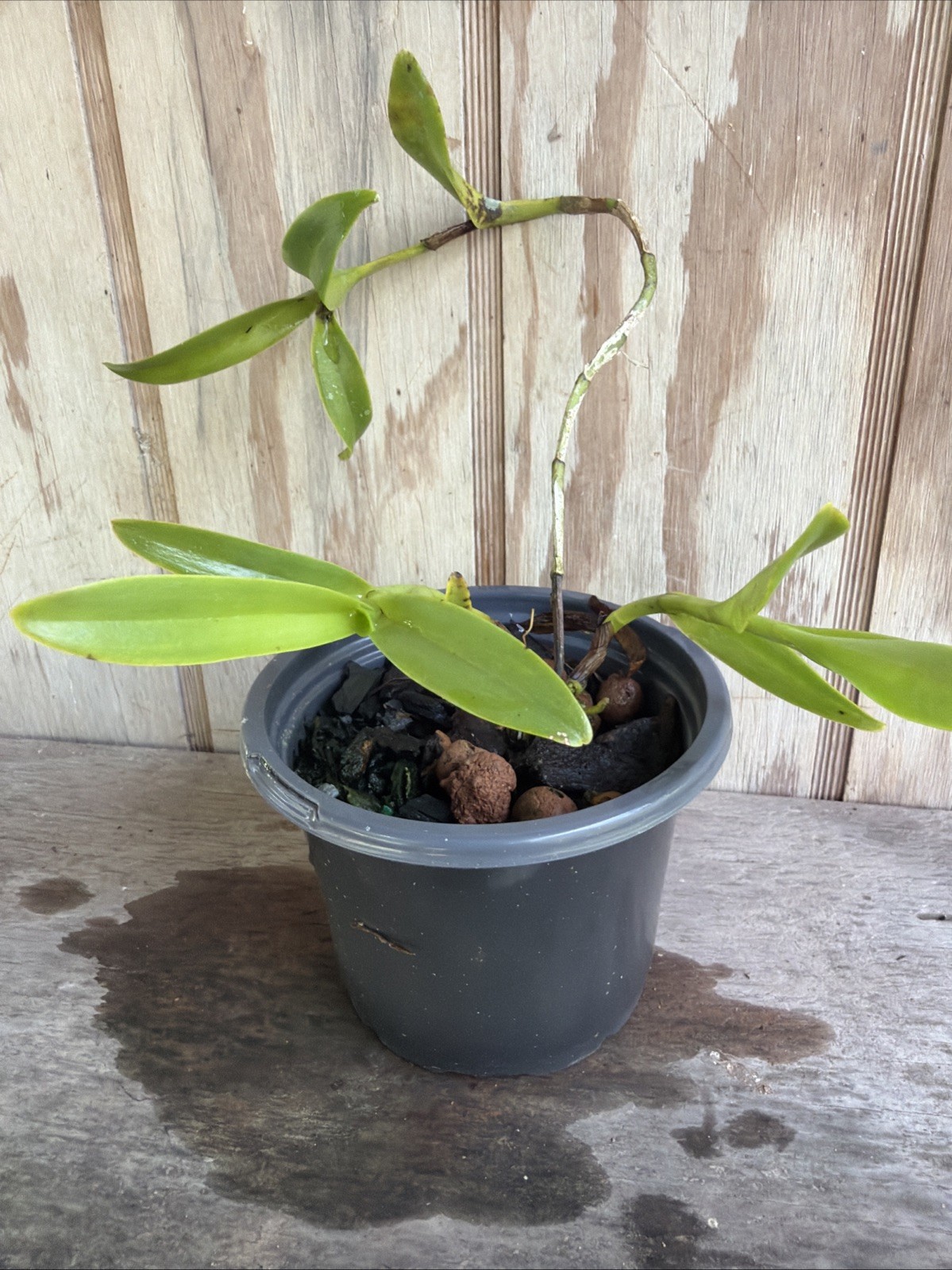 Orchid Plants Epidendrum Difforme Species