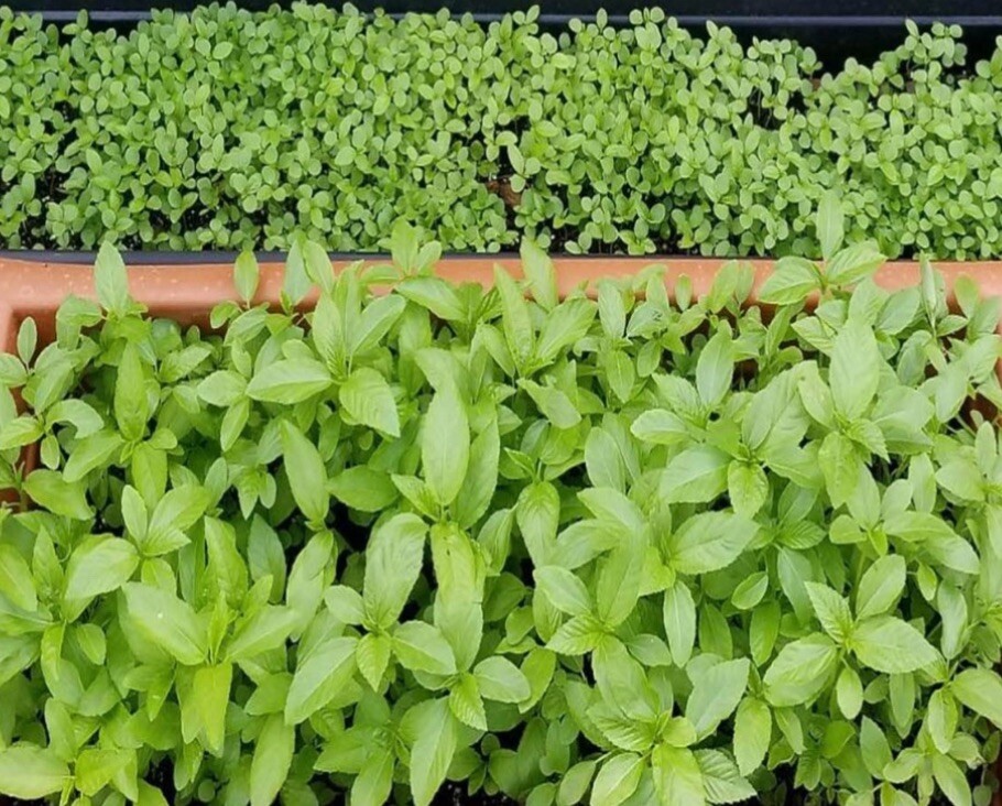 1000+SEEDS I Egyptian spinach I Saluyot, Jute I Molokhia.BUY2Get1FRE -Add 2 cart