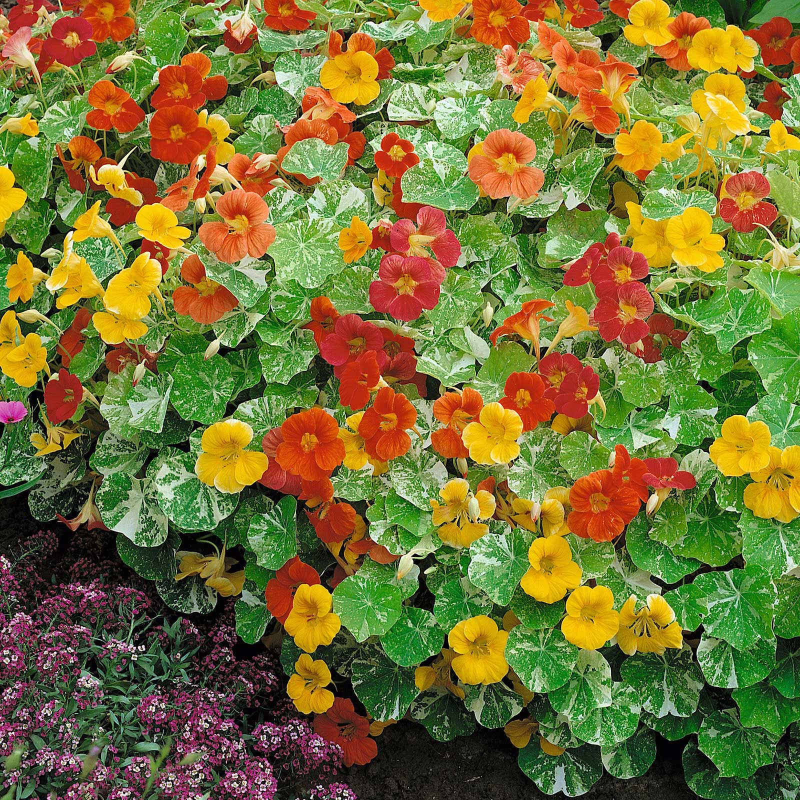 25+ALASKA NASTURTIUM SEEDS FRESH FOR YOUR FLOWER GARDENS