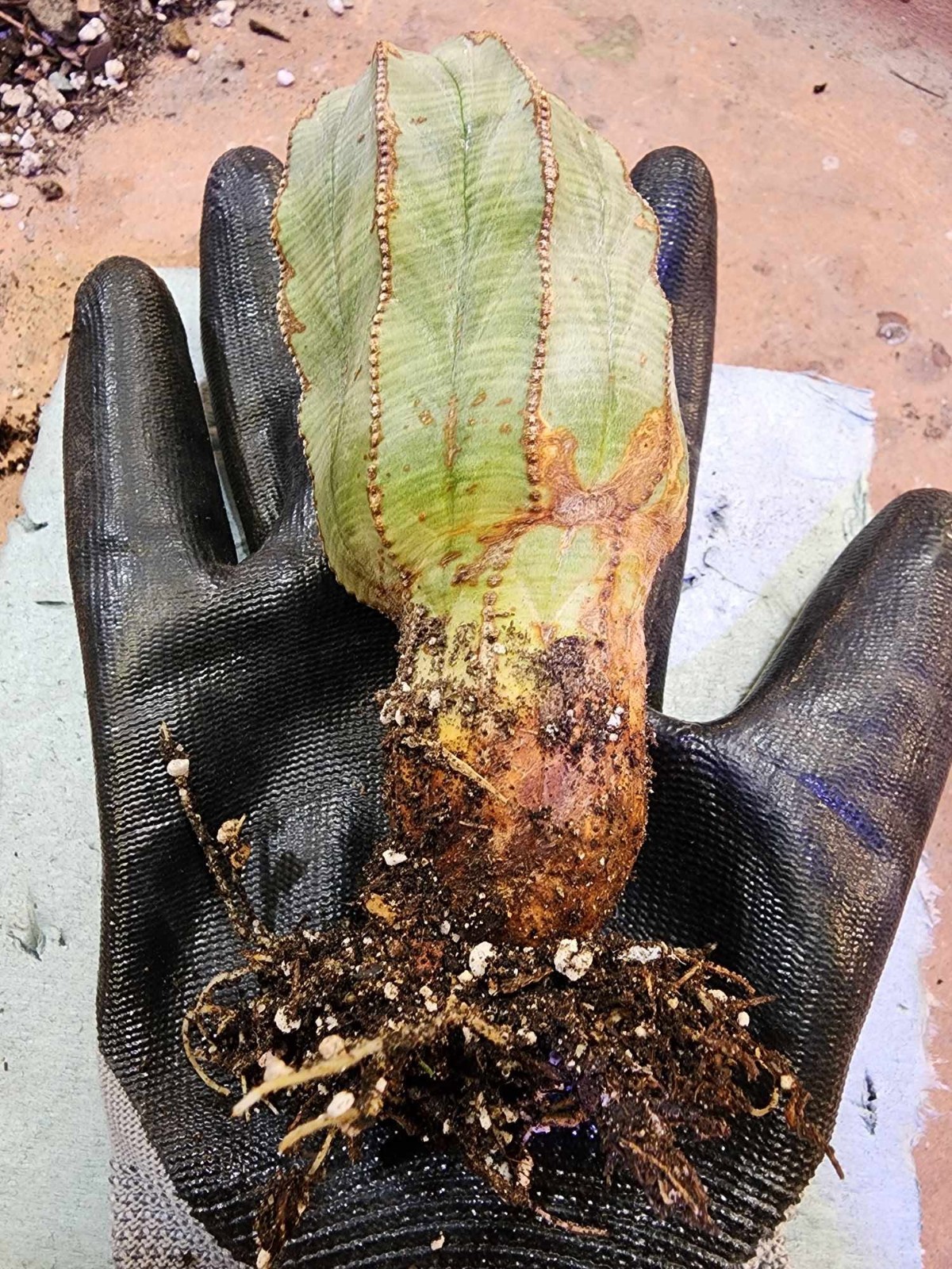 Euphorbia obesa – Rare Succulent – Exact Specimen
