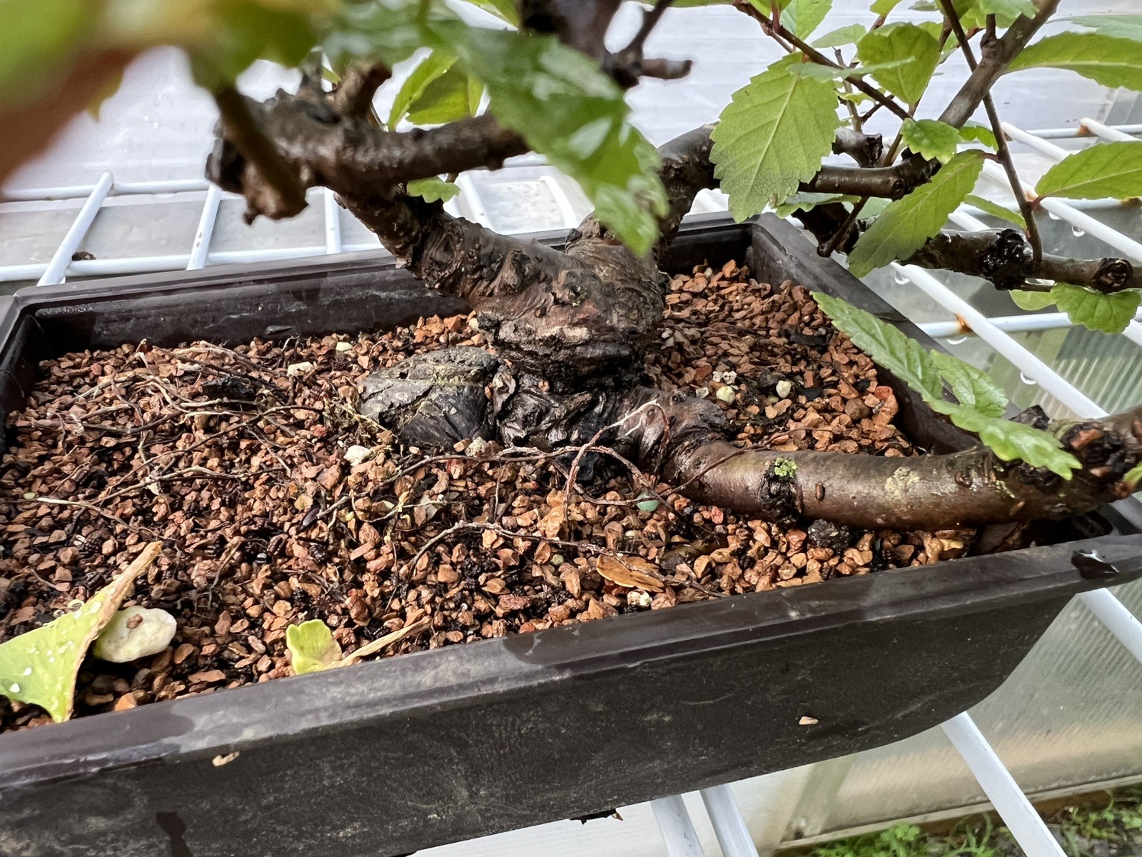 CHINESE ELM Pre-Bonsai /Bonsai Tree Cold Hardy / Tiny leaves 5 years old