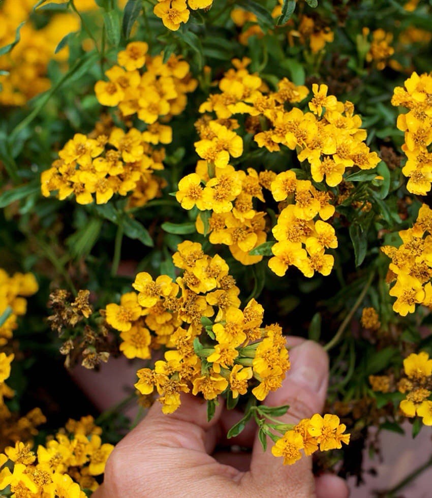50+ Tarragon Seeds (Tagetes lucida) – Mexican Mint Medicinal Herb Spice & Flower