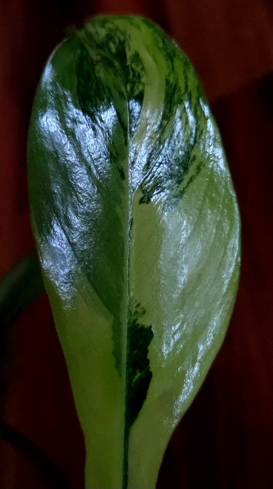 Rare NEW! Philodendron Florida Beauty X Joepii 19″ Tall Not Monstera Anthurium