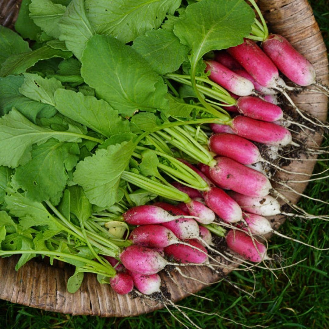 Fresh French Breakfast Radish Seeds | Heirloom Non-GMO | Fresh Vegetable Seeds