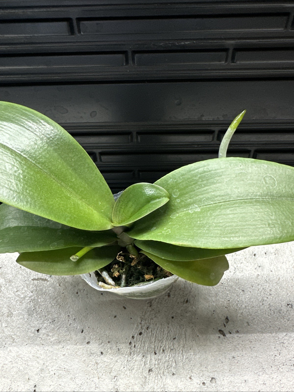 Phalaenopsis KS Pride [IN SPIKE!]