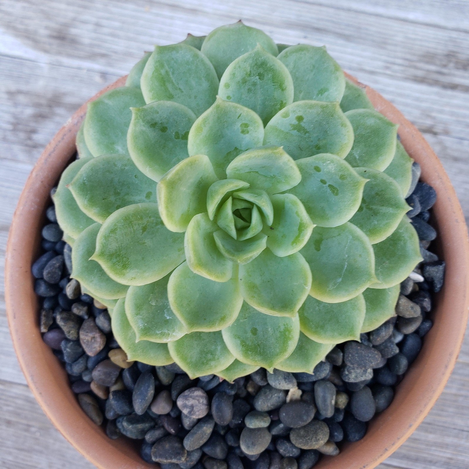 1 Lb 1/4 Black Criva River Rock Cactus and Succulent Top Soil Dressing cactus Ca