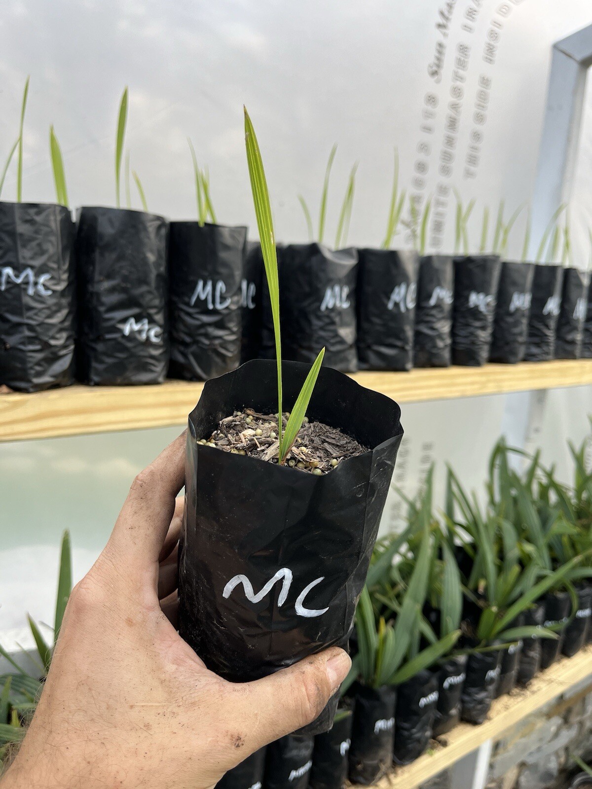 Sabal Minor Mccurtain 1/2 Gallon!!!