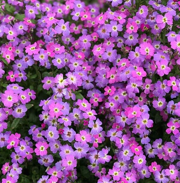 VIRGINIA STOCK SEEDS 2000+ MALCOLMIA MARITIMA purple ANNUAL flower GARDEN