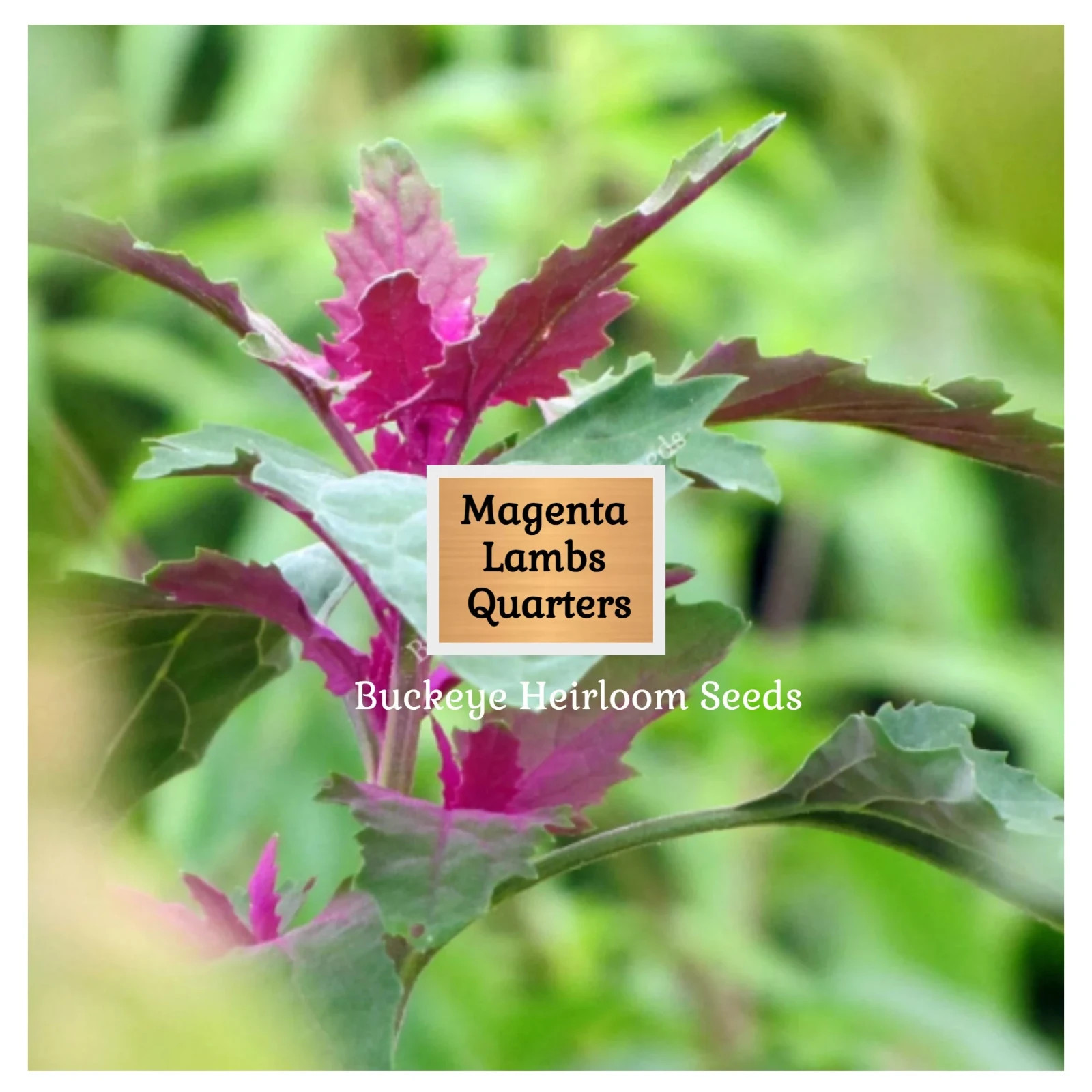 Lambs Quarter Seeds | Super Food | Magenta Spreen | AKA Goosefoot | Will Re-seed