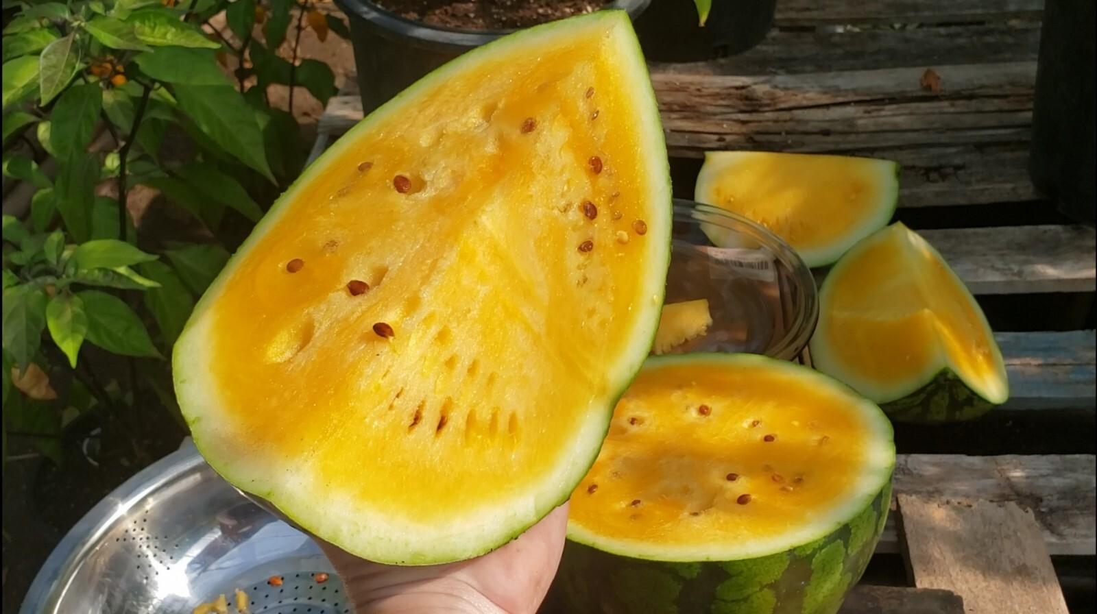 SweetGlo Orange Flesh Watermelon Seeds! Sweet Tropical Melon Flavors! -Tracking-