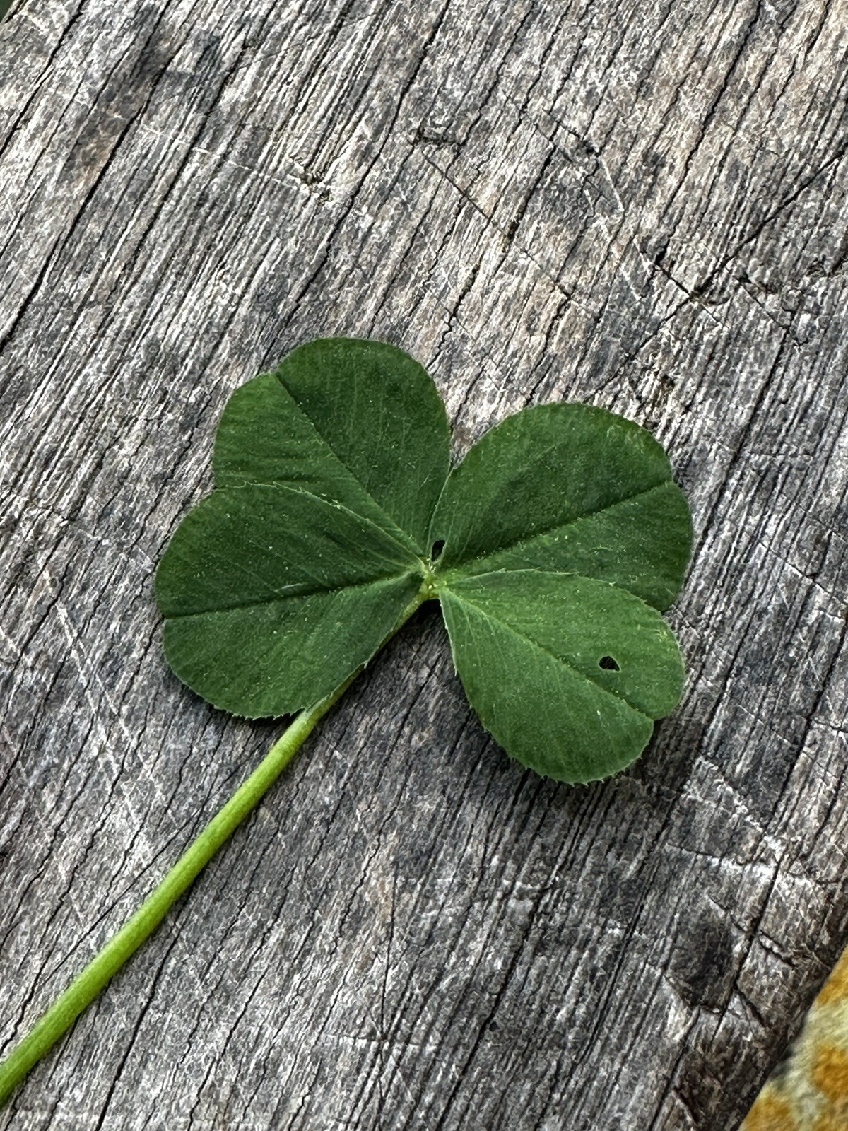 🍀RARE REAL 4 Leaf Clover 🍀 Fresh 2026. Lucky. VA 🍀