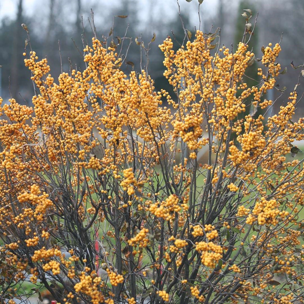 GOLD BERRY HEAVY® Winterberry Holly – 4″ Pot – Proven Winners