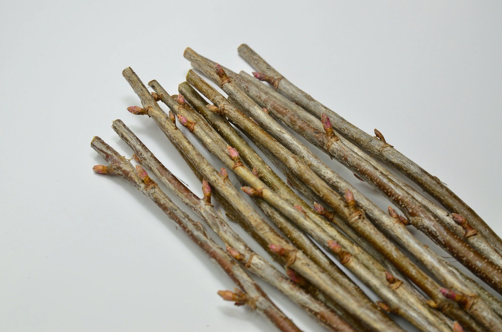 Black Currant 8-10 Inches 12 Cuttings For Propagation/rooting