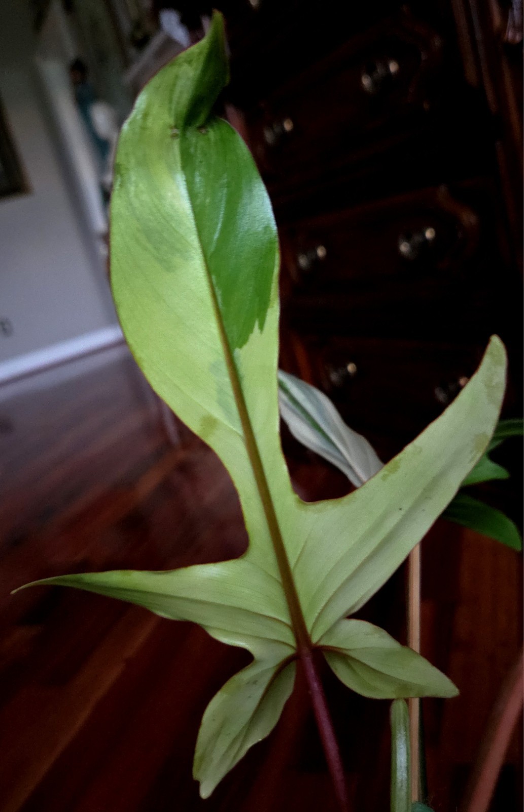 Rare NEW! Philodendron Florida Beauty X Joepii 19″ Tall Not Monstera Anthurium