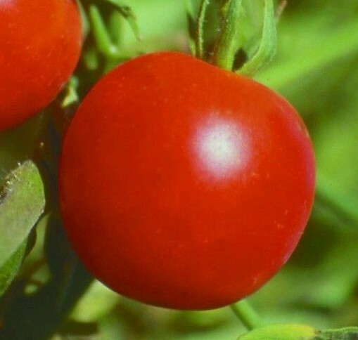 SIBERIAN TOMATO SEEDS 50+ DETERMINATE COOL season VEGETABLE GARDEN FREE SHIPPING