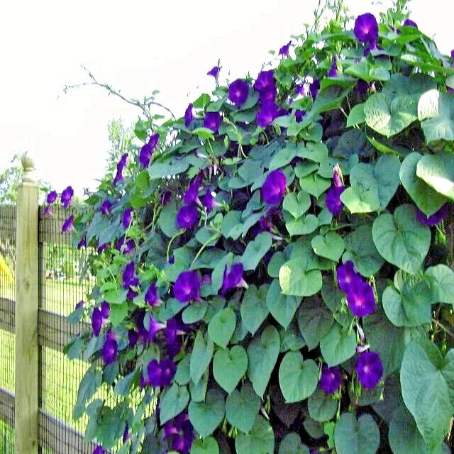 25+ PURPLE MORNING GLORY FLOWER VINE SEEDS “Grandpa Ott” HEIRLOOM~FREE SHIPPING