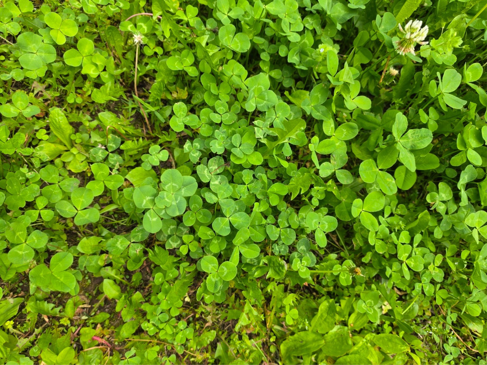 🍀RARE REAL 4 Leaf Clover 🍀 Hand picked – GREAT Gift -REAL – LUCKY 🤩