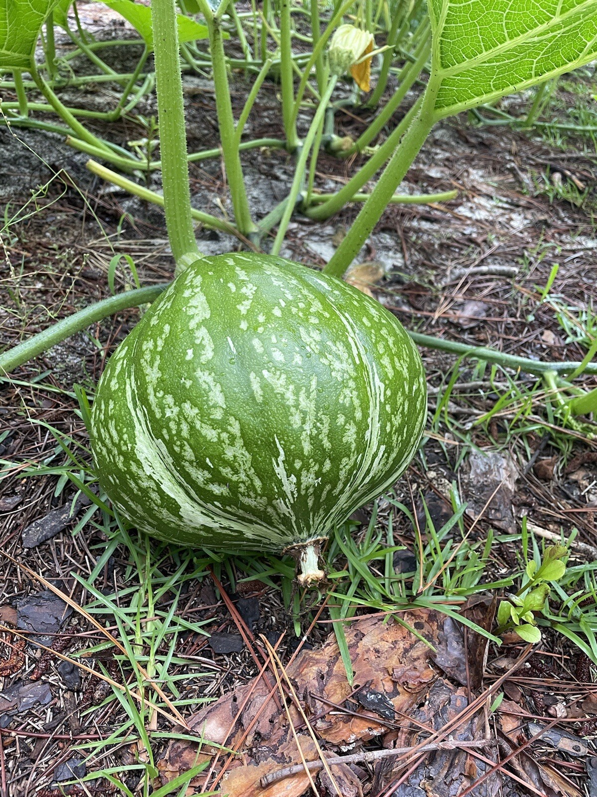 15 Lakota Squash   Japanese Kuri  Pumpkin  Squash  Seeds 2022 fall fresh seeds