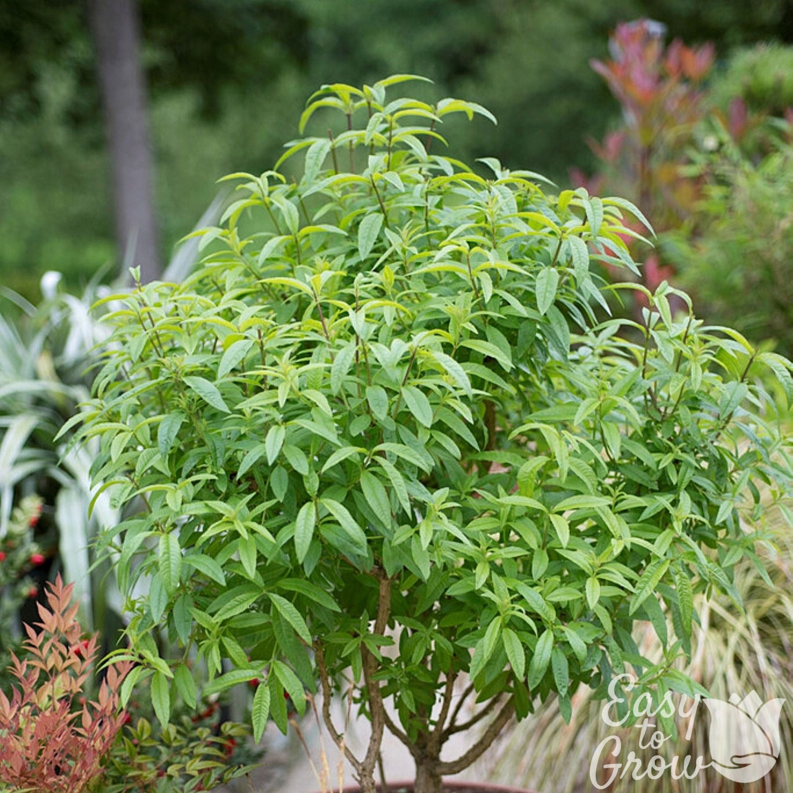 Aloysia Lemon Verbena 1 Potted Plant Rooted in a Quart Pot Herb Shrub