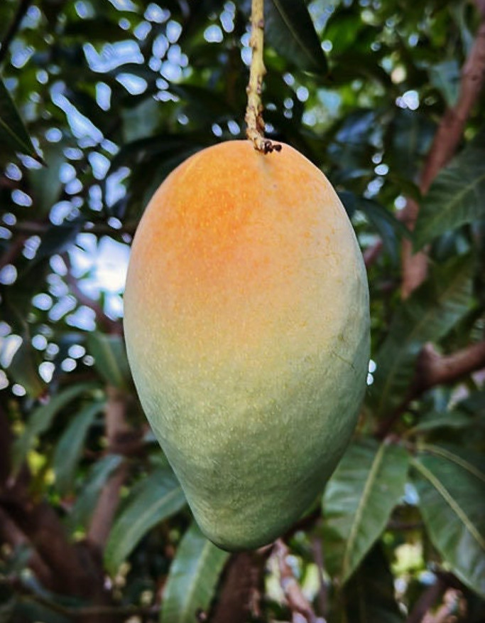 Live Grafted Karen Michelle Mango Tree – 3 Gal Pot – Fruit Tree – No Ship CA