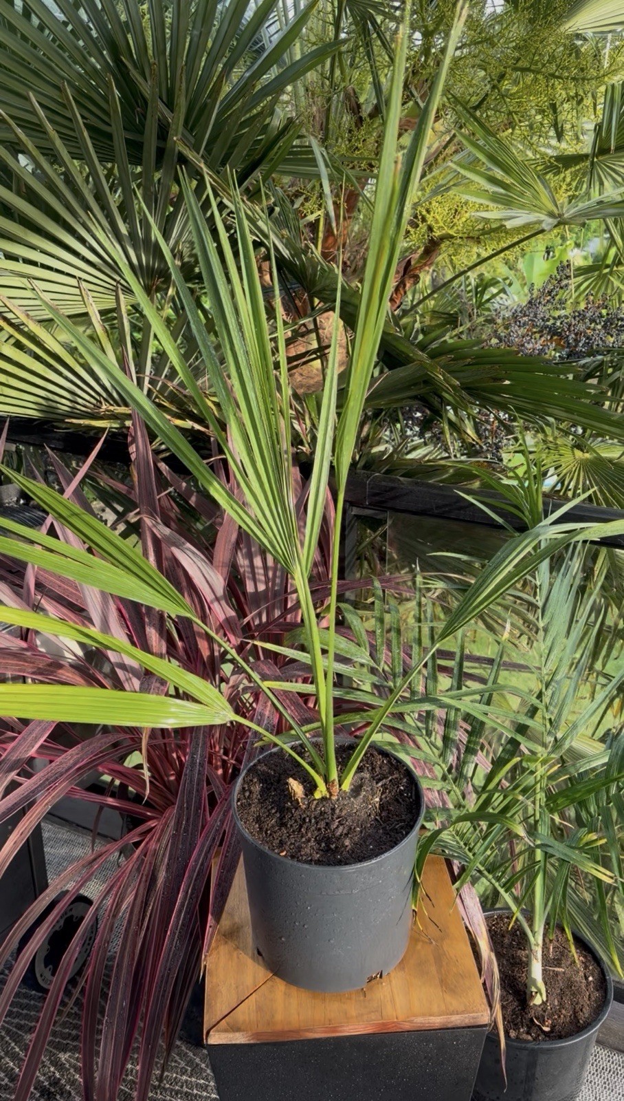 LIVE -4 Degrees Cold Hardy Palm – Snow/Ice Resilient-Shade Tolerant -Sabal Minor