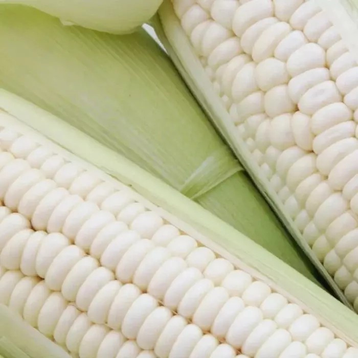 120+ Truckers Favorite White Corn – Non GMO – Heirloom – Organic – FRESH