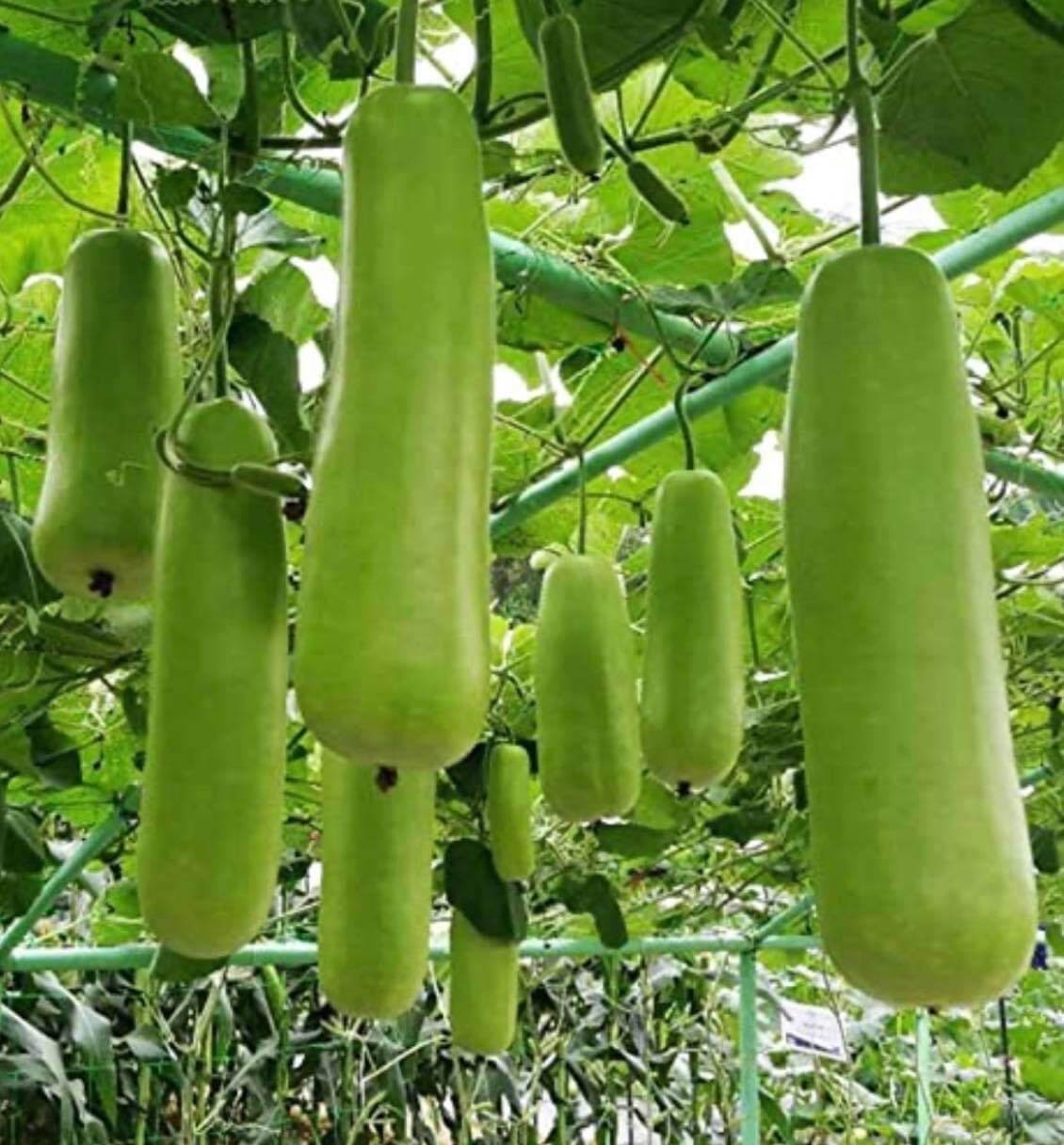 10 Packet Filipino | Asian SEEDS Bundle for Planting