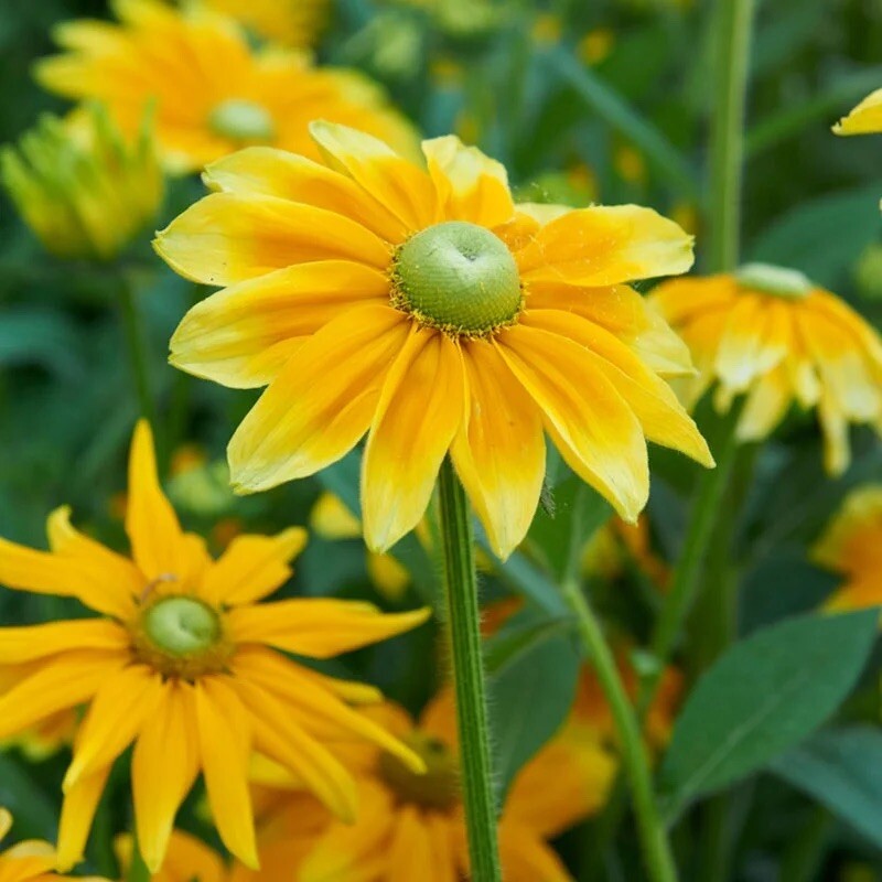 25+ Rudbeckia Hirta Seeds – Green Eyes | Wildflower Attracts Pollinators – USA T