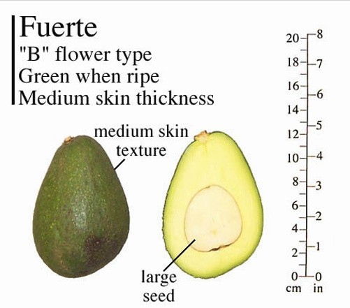 Fuerte Grafted Avocado Tree – Cold Hardy – Live Avocado Tree