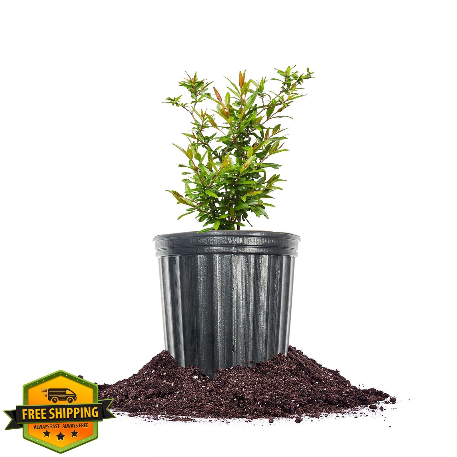 Russian Pomegranate Tree 1 Gal Pot Cold Hardy Fruit