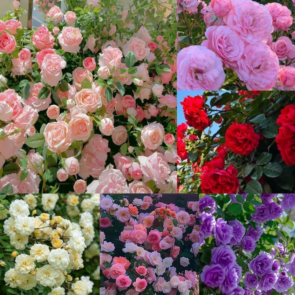 300+Mixed Climbing Rose Rosa Seeds for Planting Outdoors -Heirloom Garden red