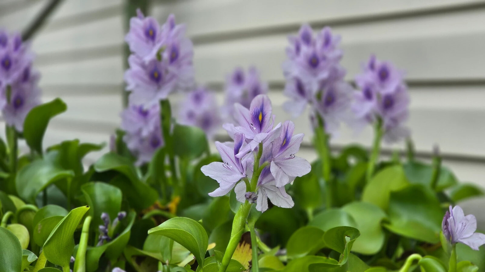 Water Hyacinth – ten medium/large 6-14″ plants – Aquatic Plant Great for ponds