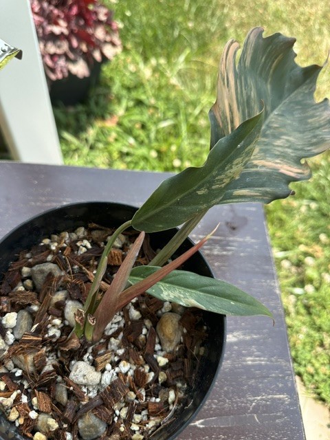 Philodenron Caramel Marble Variegated – Exact Live Plant US Seller – C1