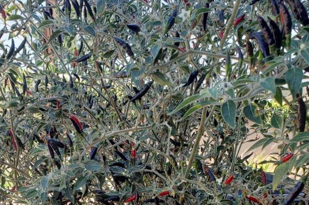 BLACK COBRA CHILI PEPPER PREMIUM SEED- HIGH YIELD – HOT RARE
