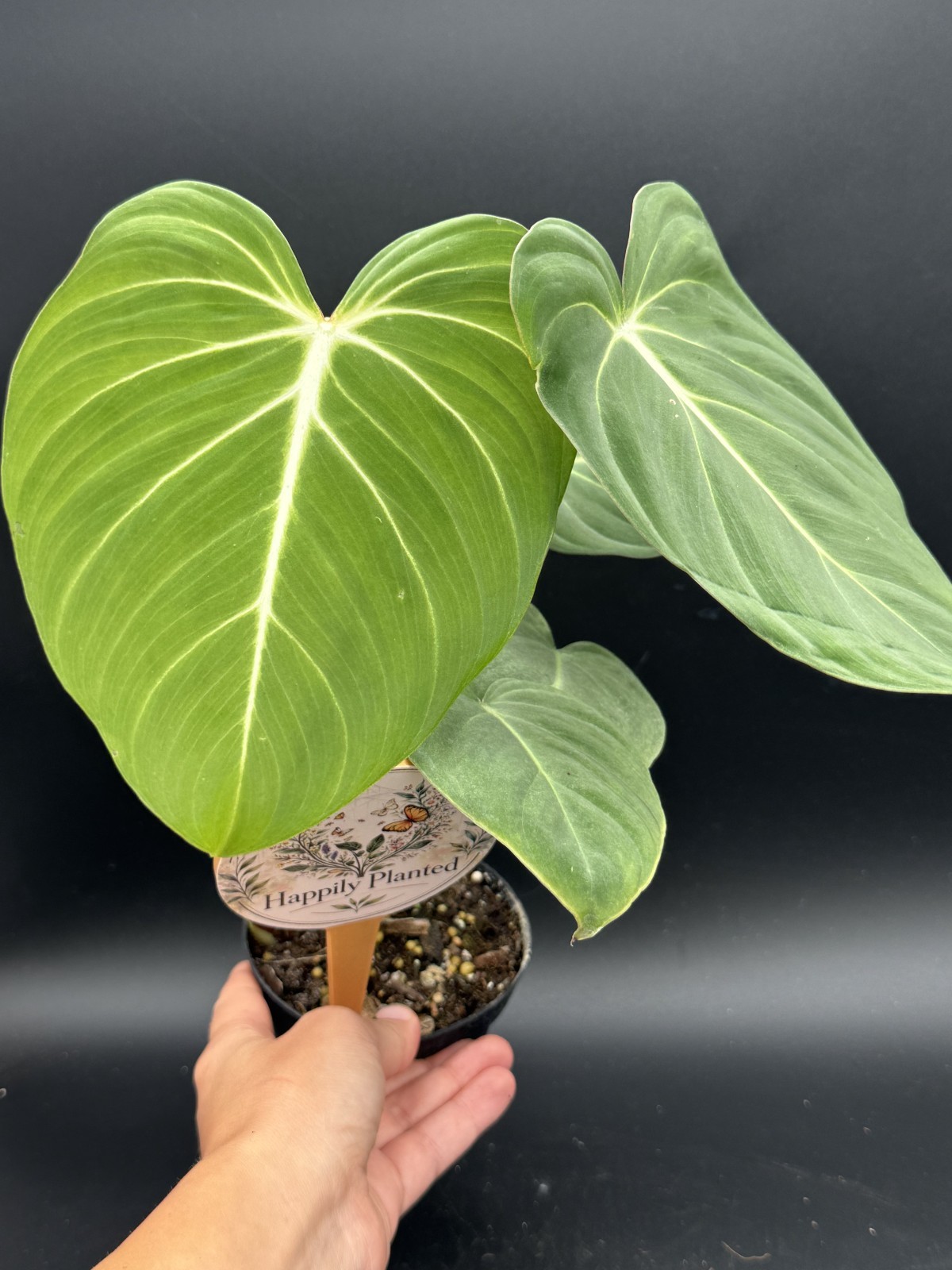 Philodendron Gloriosum – 4″ Pot – Free Shipping