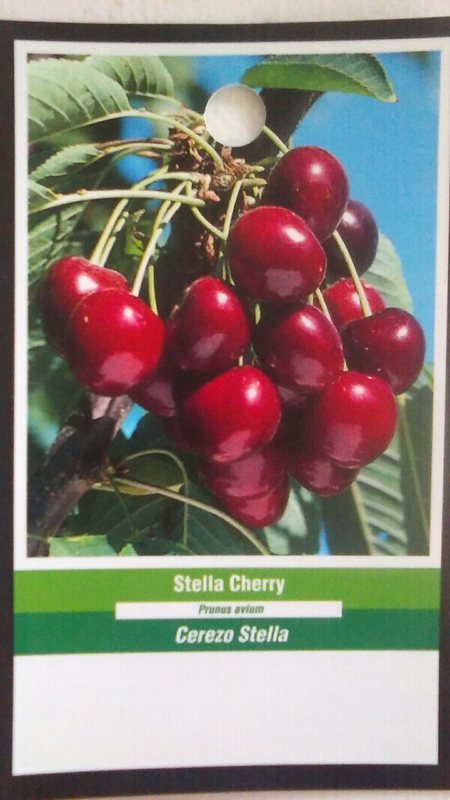 STELLA CHERRY 4-6 FT Tree Sweet Fruit Cherries Trees Plants Home Garden Plant