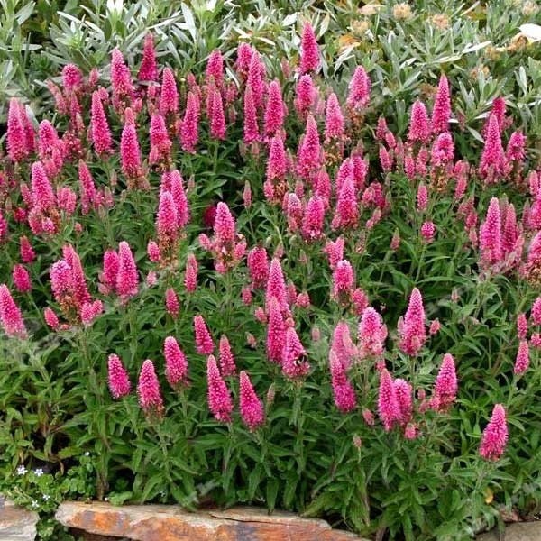 100 Seeds Veronica Spicata Pink Goblin Garden Spiked Speedwell Flower Seeds